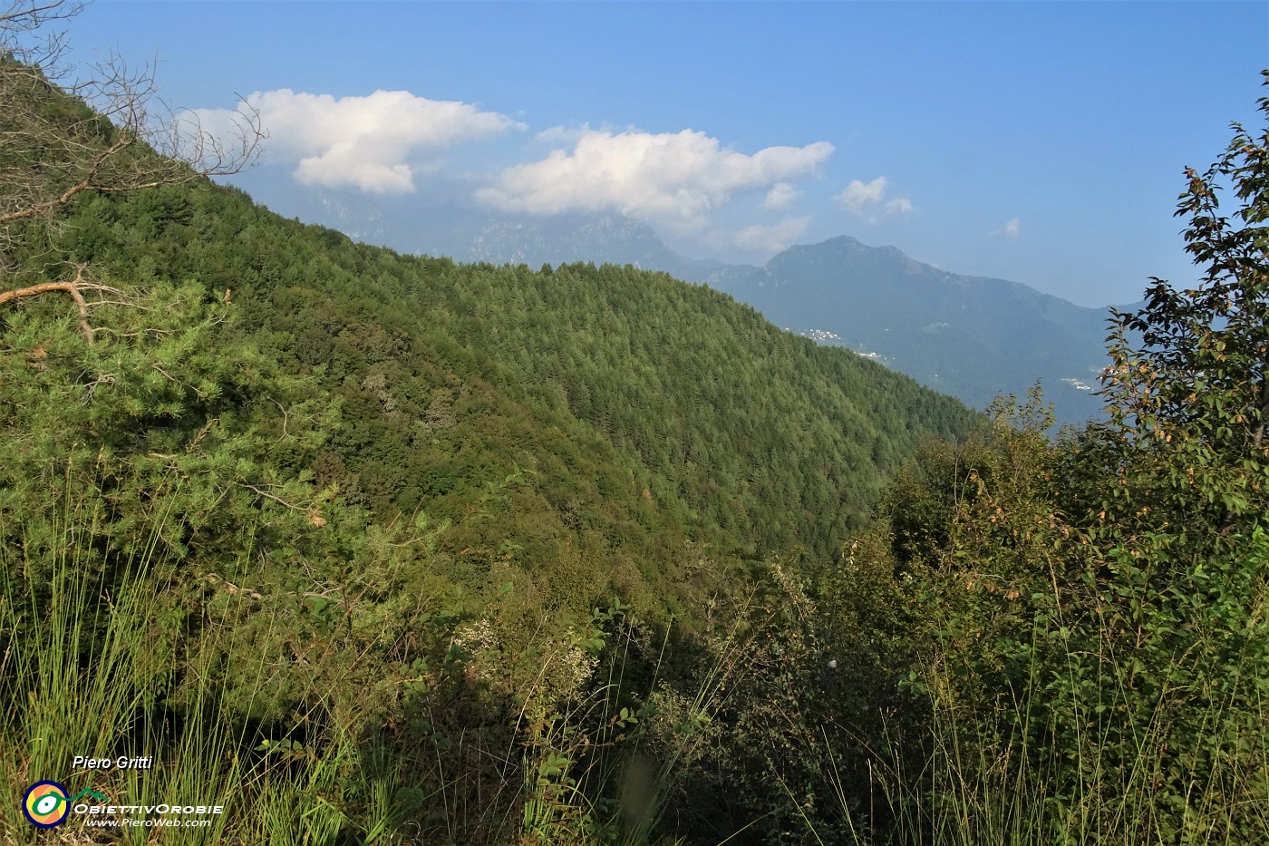 59 Vista sulla splendida abetaia di pini mughi ad alto fusto del Monte di Bracca.JPG